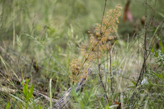 Lomandra multiflora