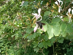 Xylocopa latipes