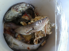 Merlangius merlangus