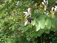 Xylocopa latipes