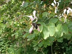 Xylocopa latipes