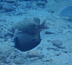 Acanthurus tennentii