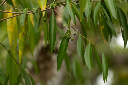 Coptosperma image