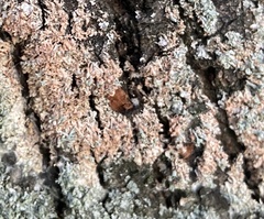 Erythricium aurantiacum
