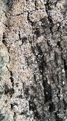 Erythricium aurantiacum