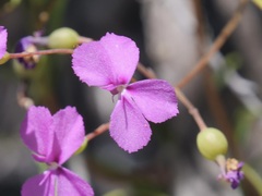 Stylidium scandens