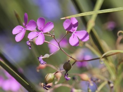 Stylidium scandens