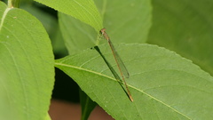 Aciagrion pallidum