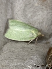 Tortrix viridana
