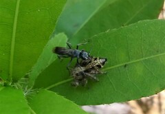 Hyllus