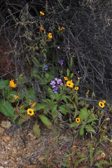 Nemesia versicolor versicolor