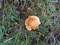 Suillus bovinus