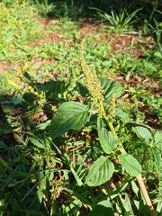 Amaranthus viridis