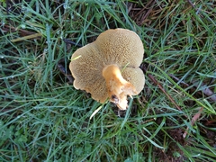 Suillus bovinus
