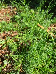 Cyclospermum leptophyllum