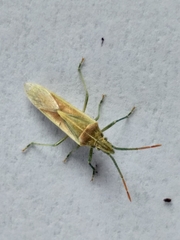 Mecidea prolixa