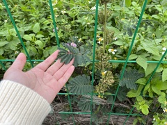 Mimosa diplotricha inermis