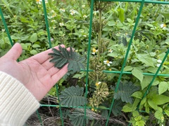 Mimosa diplotricha inermis