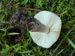 Russula