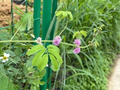 Mimosa diplotricha inermis