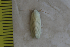 Earias paralella
