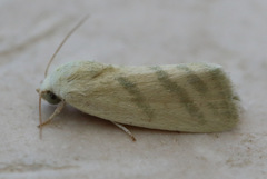 Earias paralella