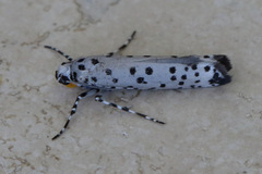 Yponomeuta internellus