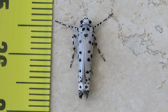 Yponomeuta internellus