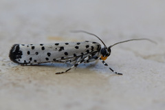 Yponomeuta internellus
