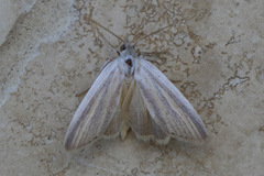 Prionopterina grammatistis