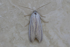 Prionopterina grammatistis