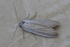 Prionopterina grammatistis