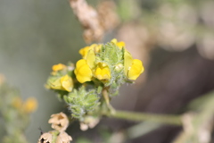 Linaria saxatilis