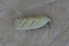 Earias paralella