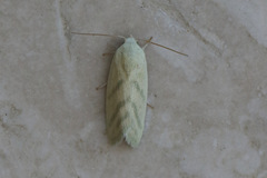 Earias paralella