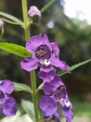 Angelonia