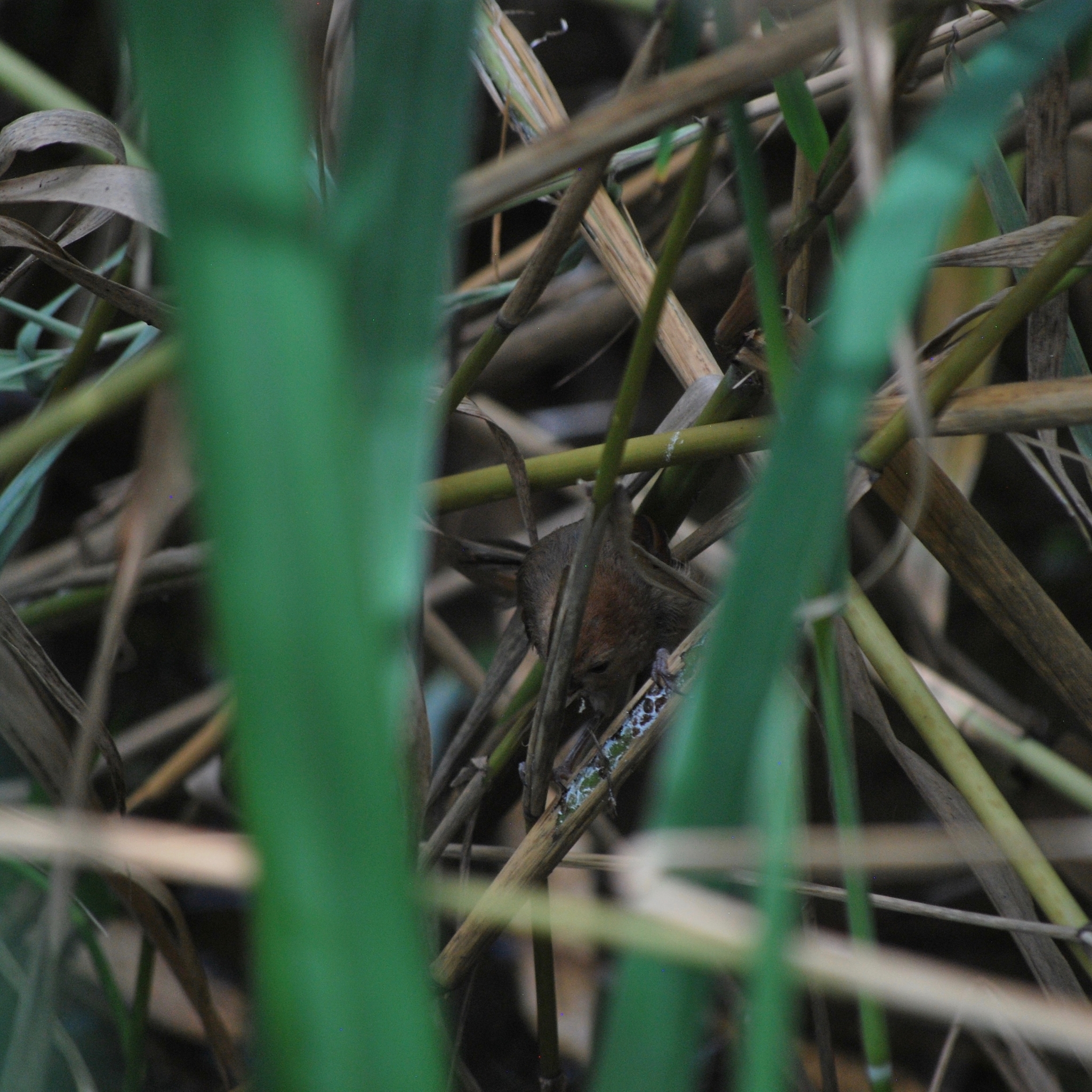Vinous-throated Parrotbill