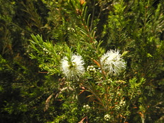 Melaleuca ericifolia