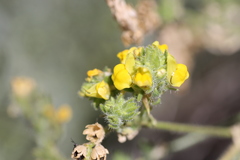 Linaria saxatilis