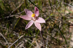Thelymitra luteocilium