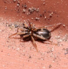 Phrurolithus