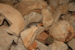 Trachylepis socotrana