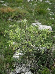 Onosma visianii