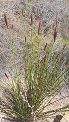 Elegia tectorum