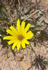 Osteospermum scariosum