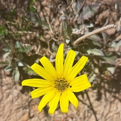 Osteospermum scariosum