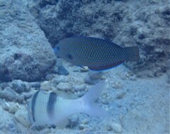 Anampses caeruleopunctatus