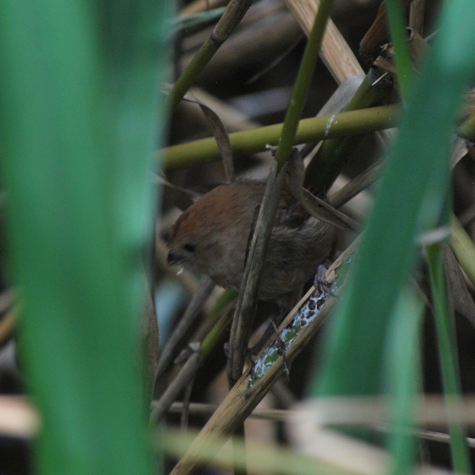 Vinous-throated Parrotbill