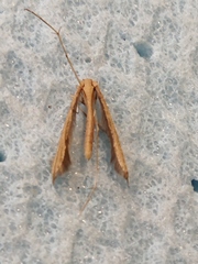 Stenoptilia mannii