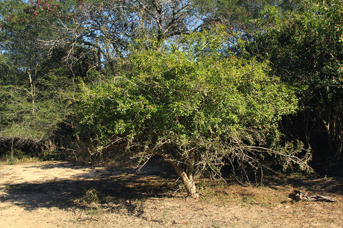 Gardenia volkensii subsp. volkensii image